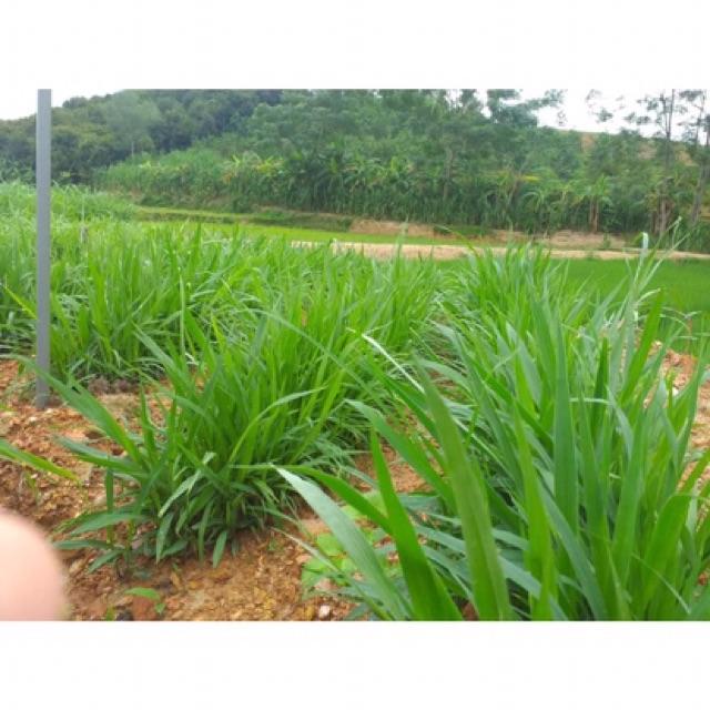 Hạt giống cỏ chăn nuôi Mulato II - 200g