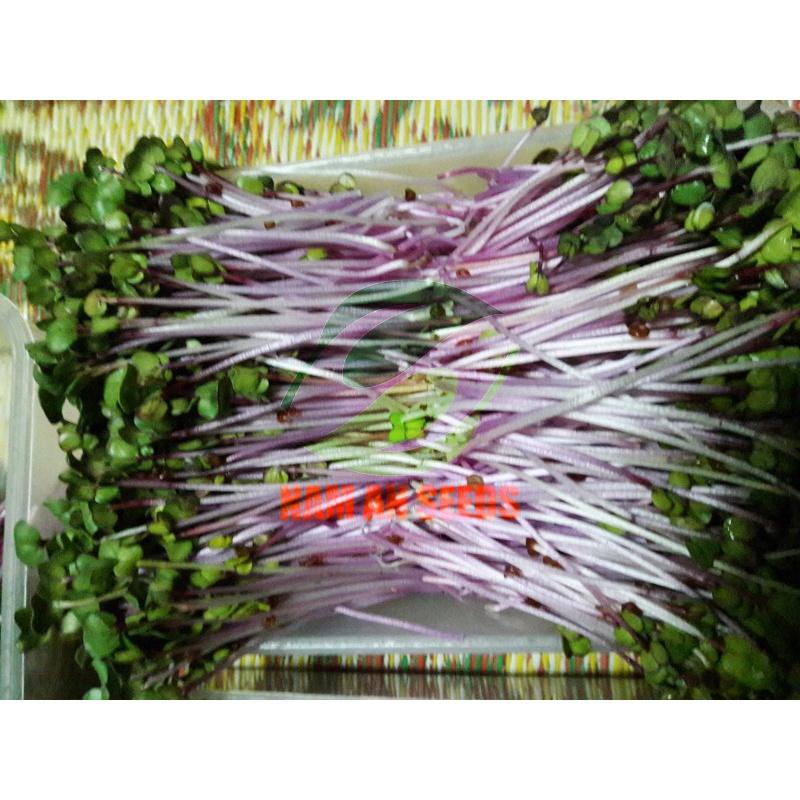 Hạt Giống Rau Mầm Củ Cải Đỏ Giòn Ngọt, Nhanh Thu Hoạch