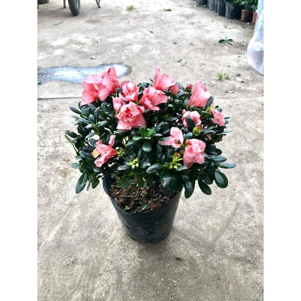 Cây hoa đỗ quyên -Không giao dc 19 tỉnh Miền Nam