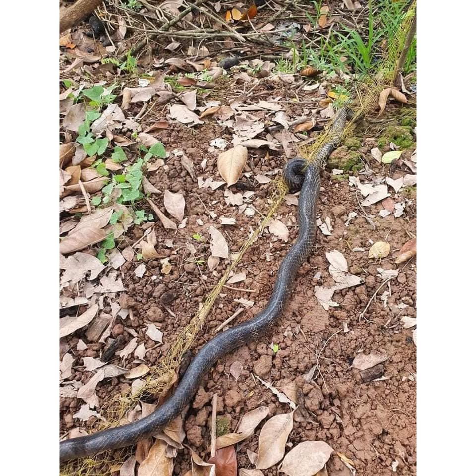 50m lưới bẫy rắn lỗ 4 phân bẫy rắn từ 0.4kg tới 2kg cao 50cm ( 1 tay dài 10m , 50m được 5 tay ) lười dù thái.