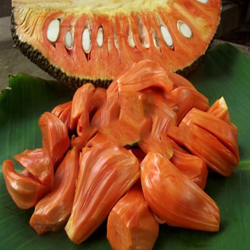 Cây giống Mít ruột đỏ sơ đỏ