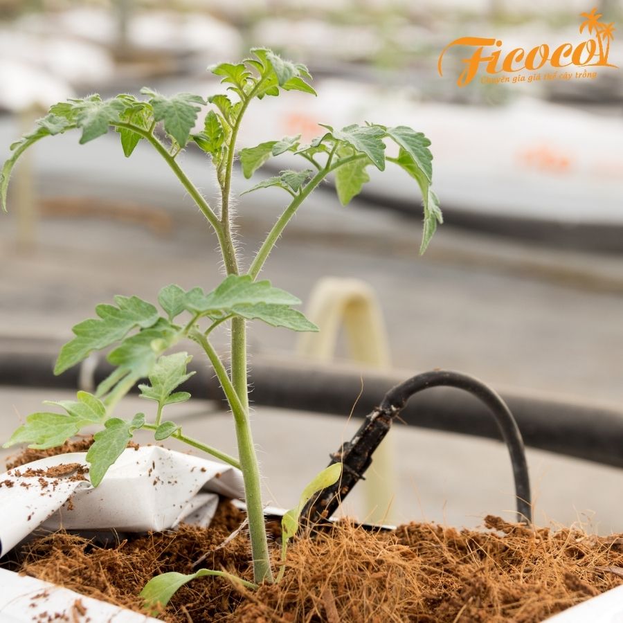 Giá thể xơ dừa trồng cây đã xử lý - FICOCO - Mùn dừa trồng cây - 5 lít
