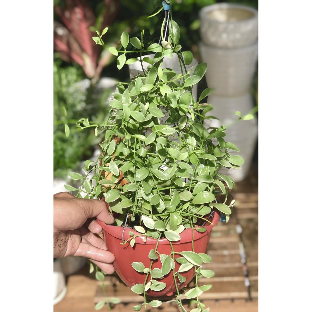 Chậu treo cây đô la hạt dưa cẩm thạch đứng