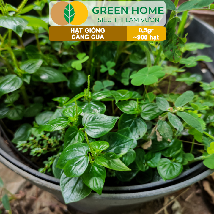 Hạt Giống Rau Càng Cua GreenHome, Gói 0,5gr~900 hạt, Dễ Chăm Sóc,Trồng Quanh Năm,Thu Hoạch Nhanh R27