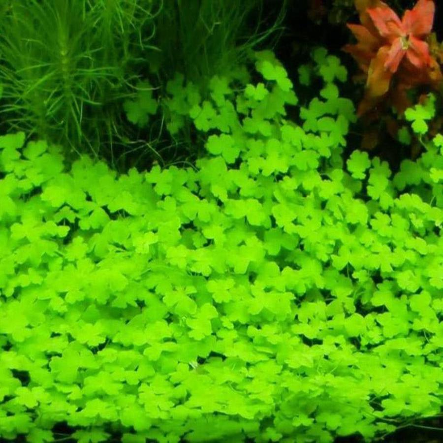 Hạt Giống Thủy Sinh - Cây cỏ may mắn gói 10g
