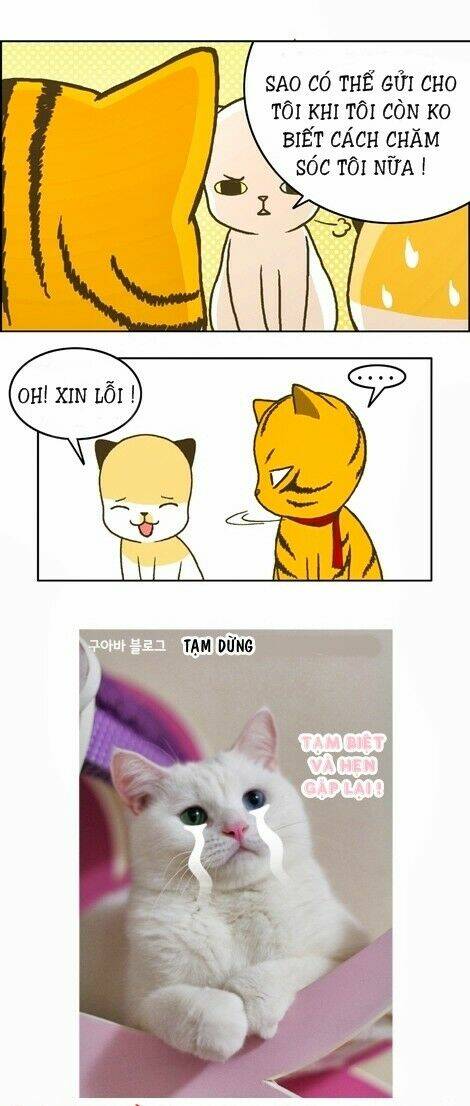 papi nyang chapter 12 12