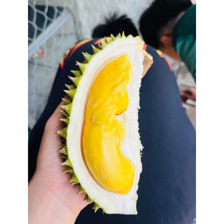 Cây Giống Sầu Riêng Ri6
