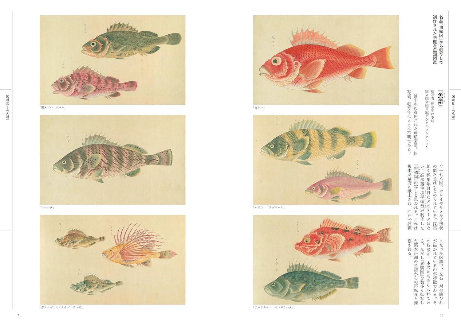 Sách ngoại văn: 江戸の図譜 魚 - Edo No Zufu Sakana