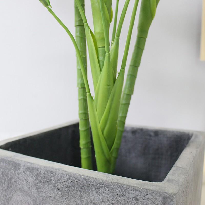 CÂY LAN Ý GIẢ - LANDECOR