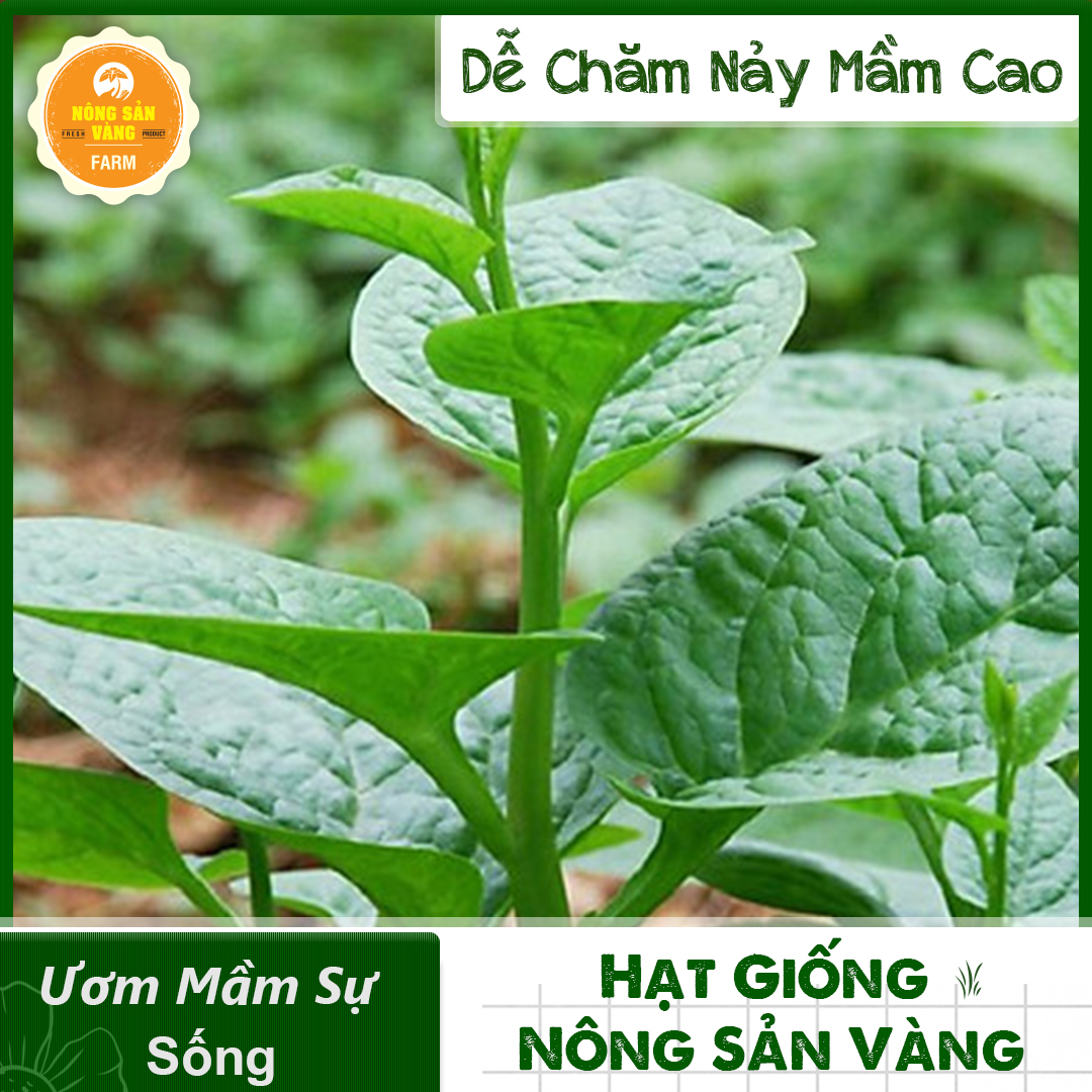 Hạt giống Mồng Tơi Xanh Tỉ Lệ Nảy Mầm Cao, Sinh Trưởng Và Phát Triển Khỏe, Năng Suất Cao - Nông Sản Vàng