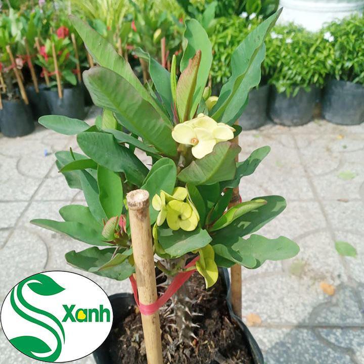 Xương rồng bát tiên