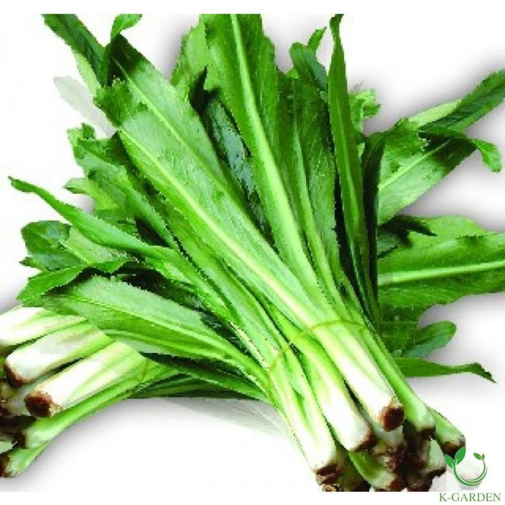 Hạt giống Mùi Tàu Cao Cấp - Chất Lượng Tốt - Thu Hoạch Nhanh