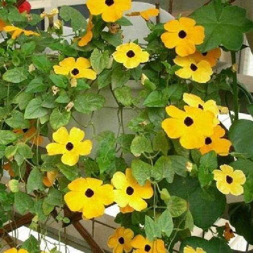 Hạt giống hoa ánh dương mix màu-gói 5 hạt
