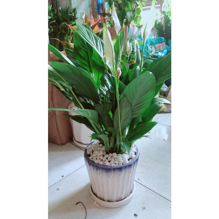 Chậu Cây Lan Ý
