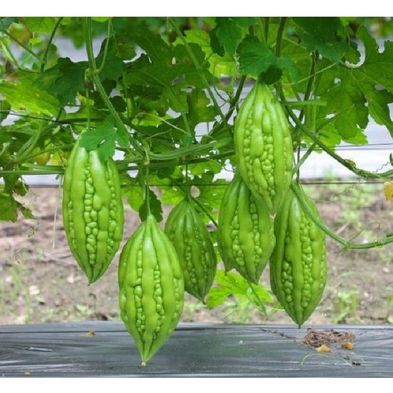 Hạt giống khổ qua mỡ gói 10 hạt -kèm 1 gói phân bón lót