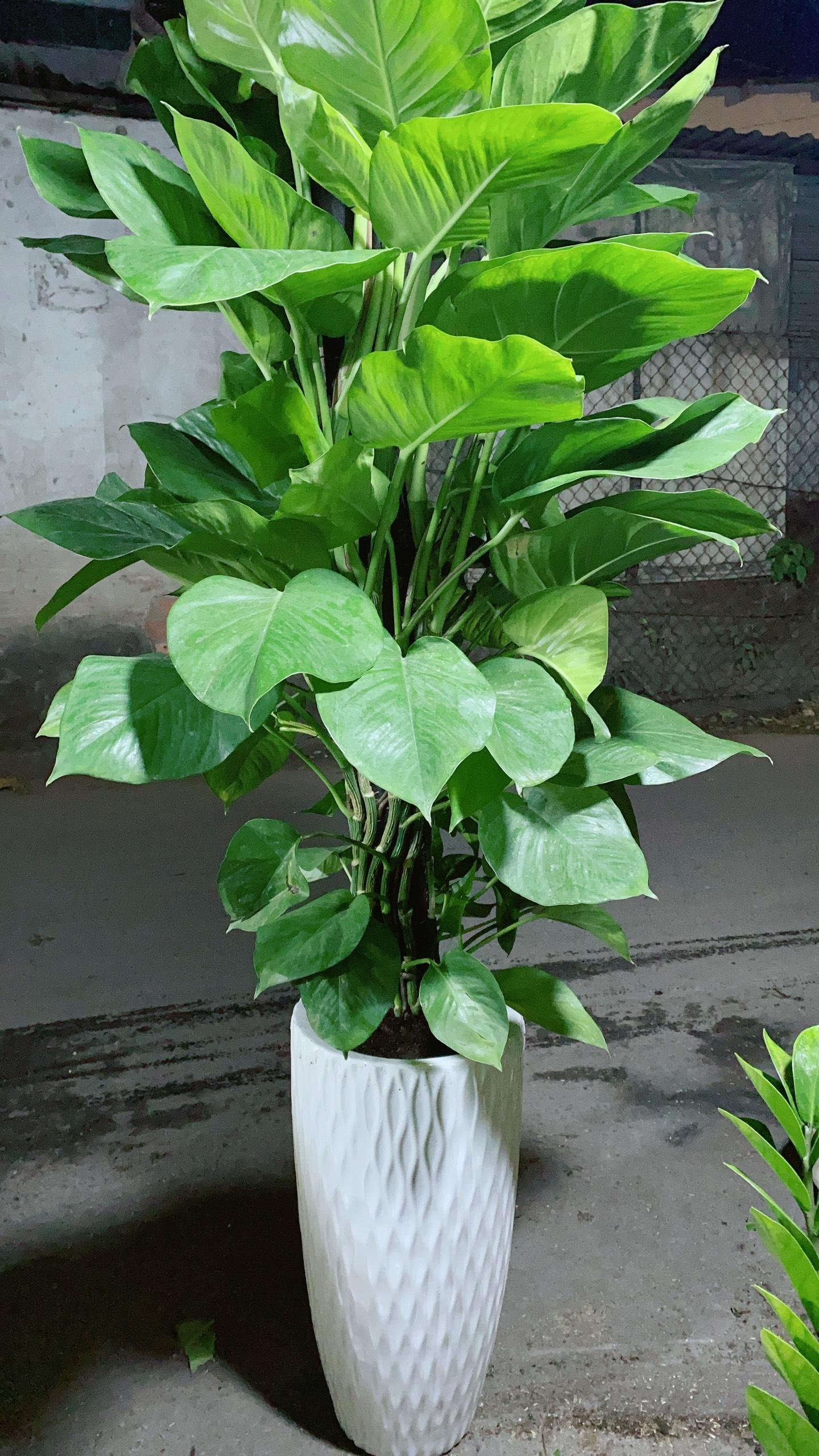 Chậu Trầu Bà Leo Size Đại