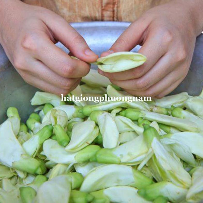 50H - HẠT GIỐNG CÂY SO ĐŨA