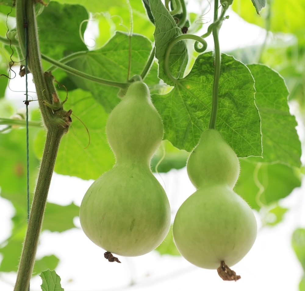 10 hạt giống bầu hồ lô