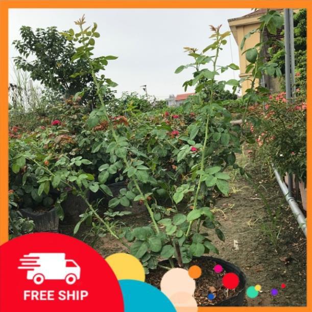 Chậu cây hoa hồng leo ngoại Red Eden