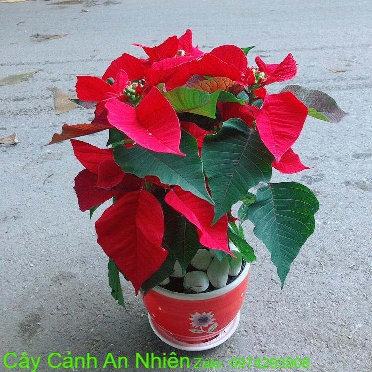 Chậu Cây Trạng Nguyên