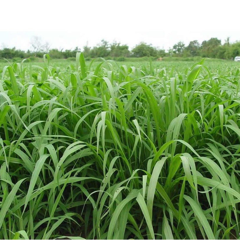 Gói 500g Hạt giống cỏ mobasa ghine - Hạt giống cỏ sả lá lớn - cỏ dùng cho chăn nuôi