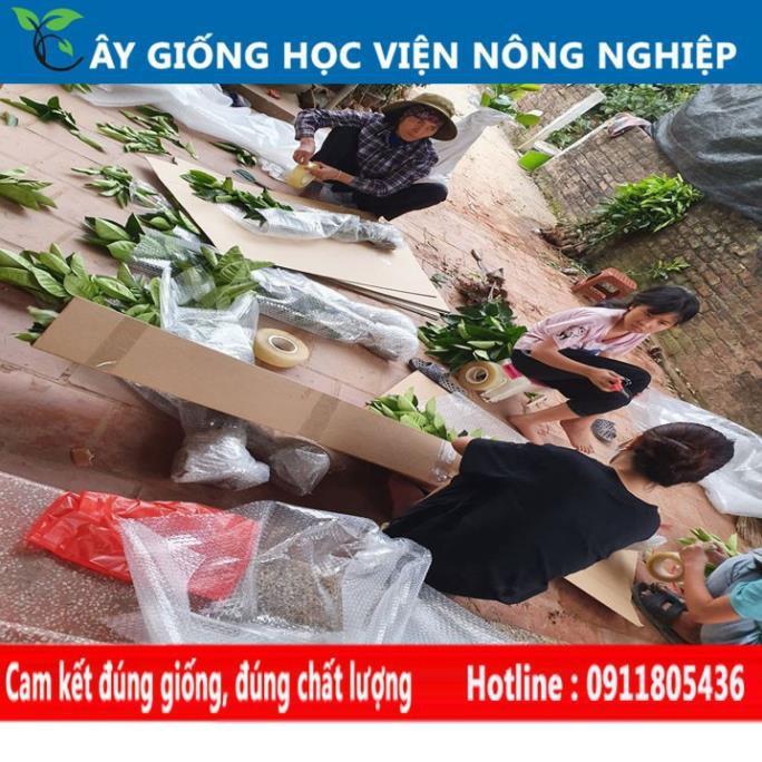 Sản phẩm Cây Ăn Trái cây giống khế chua cây giống của viện nghiên cứu học viện nông nghiệp