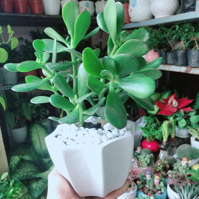 Chậu Cây Ngọc Bích