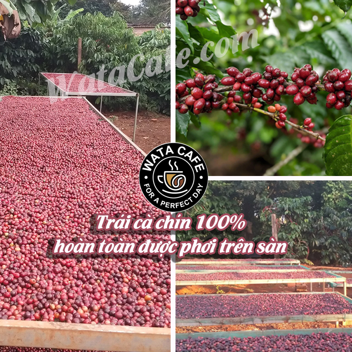 WataCafe - Cà phê pha phin vị truyền thống 100% Robusta (1kg