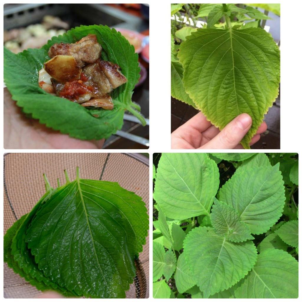 Hạt giống lá mè Hàn Quốc, đóng gói 1gr