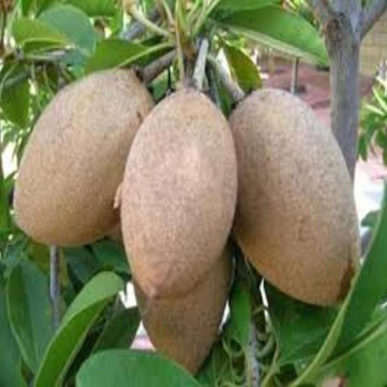 Cây giống hồng xiêm ruột đỏ cây giống mới độc lạ quả ngon ngọt cho giá trị kinh tế cao