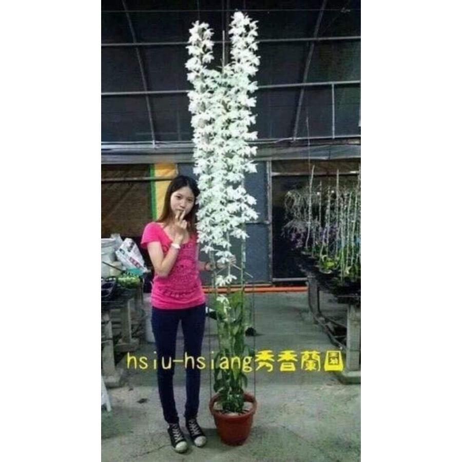 Phong lan phi điệp trắng siêu đẹp