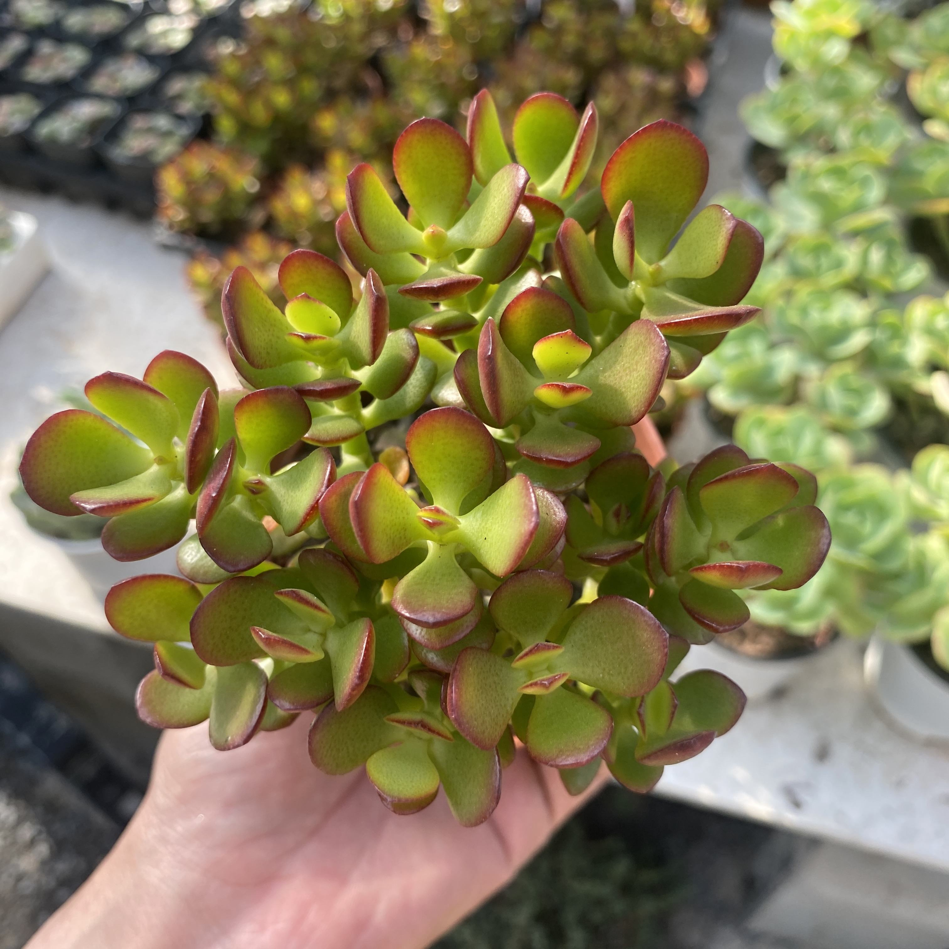Sen đá Cánh Bướm kèm chậu-18cm