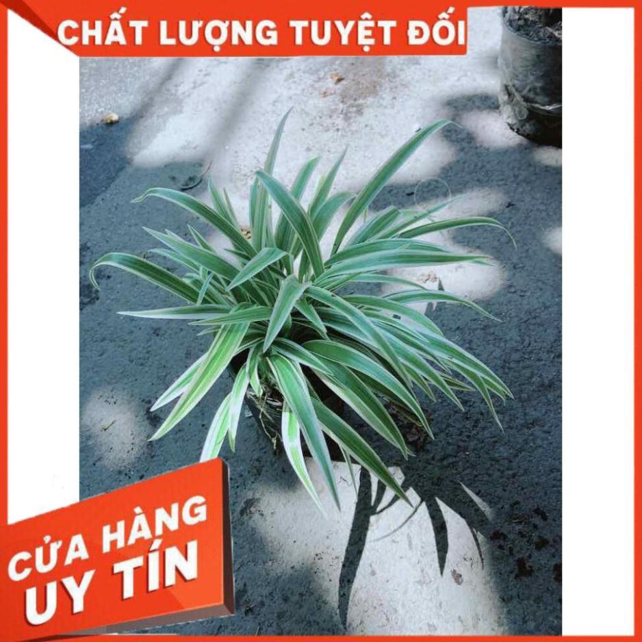 Cây Lan Chi Nhiều Người Mua