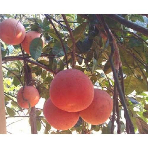 Cây bưởi đỏ luận văn