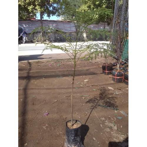 Hoa phượng tím chùm ớt đà lạt- hàng gửi đi nguyên bầu giống - HPTCODL