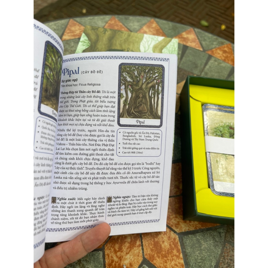 Cách Sử Dụng Bộ Bài The Wisdom Of Trees Oracle - Thông Điệp Chỉ Dẫn Từ Cây