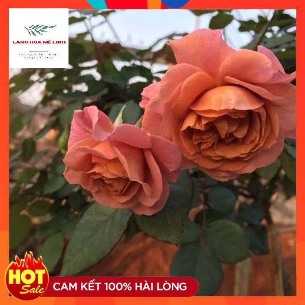 Hoa Hồng utsasime thân gỗ dáng tree cực đẹp