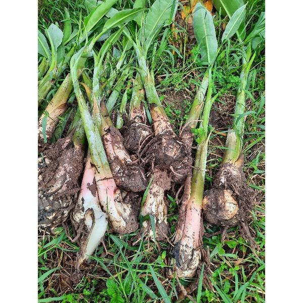 Cây giống chuối sáp nghệ - cây con tách mẹ
