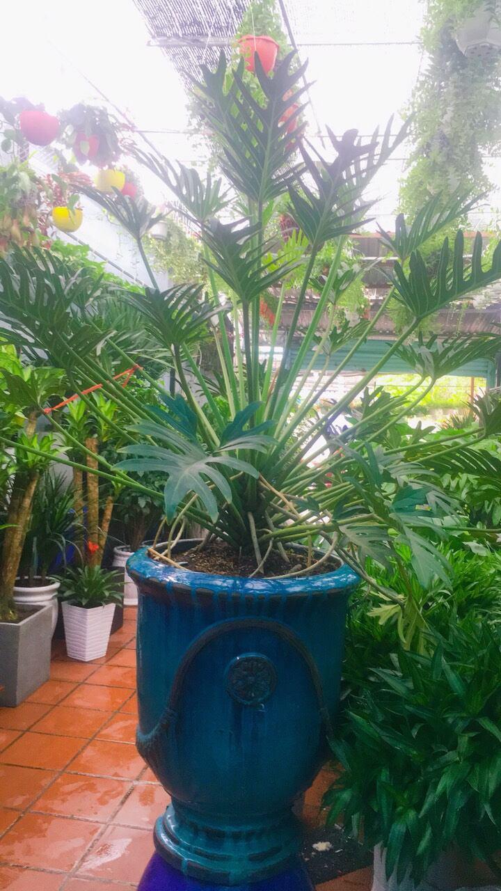 CÂY CẢNH THIÊN NGA