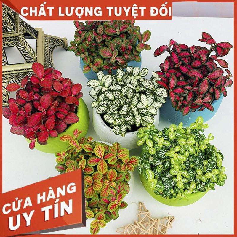 Cây cẩm nhung Fittonia, lá may mắn nhiều màu đẹp - D8 x R8 x C 10 cm - Sẵn chậu nhựa kèm theo