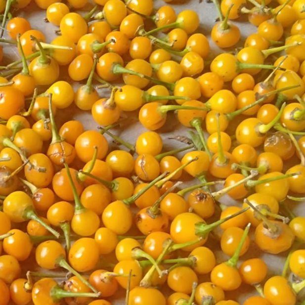 200 Hạt Giống Ớt Mắc Nhất Thế Giới Aji Charapita 570tr/kg Loại Ớt Ngon Và Đắt Nhất Thế Giới