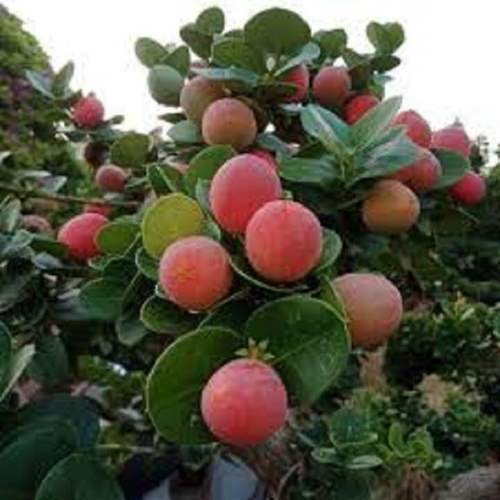 CÂY GIỐNG CÂY SIRO, CAM KẾT GIỐNG CHUẨN F1 - cbctkqsf1