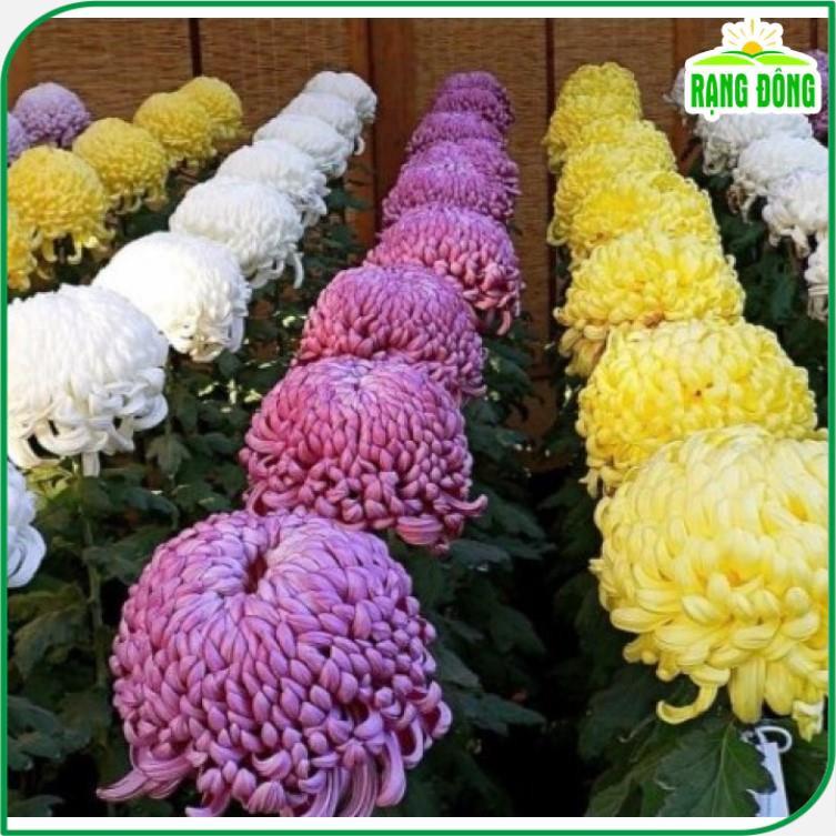 Hạt giống Hoa Cúc Đại Đóa Nhiều Màu Rd 801 (0,1g~50 hạt) thân cao 60-70cm, trồng quanh năm - Hạt giống Rạng Đông