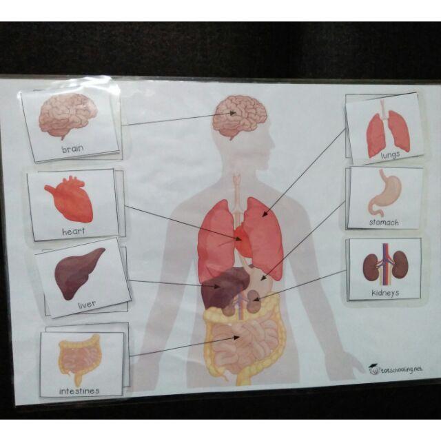HỌC LIỆU CHO BÉ: Matching Nội tạng người