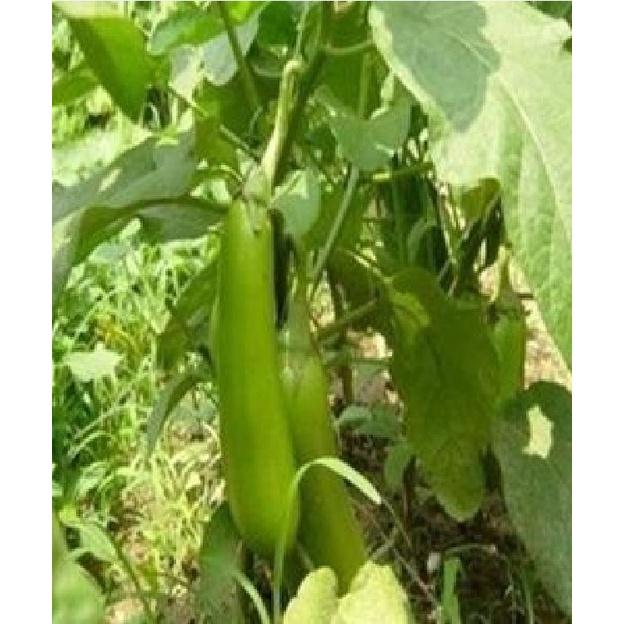 Hạt giống cà xanh dài lai F1 cao sản - 1 gói 2gram