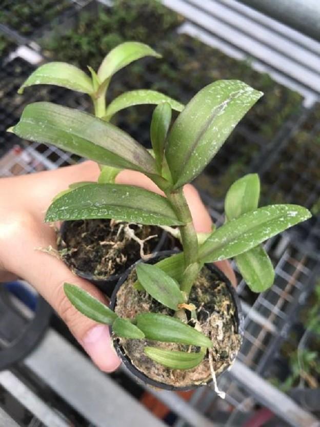 Cốc phi điệp 5 cánh trắng SƠN NỮ - hàng CẤY MÔ - hoa TÙY DUYÊN - hoa siêu đẹp