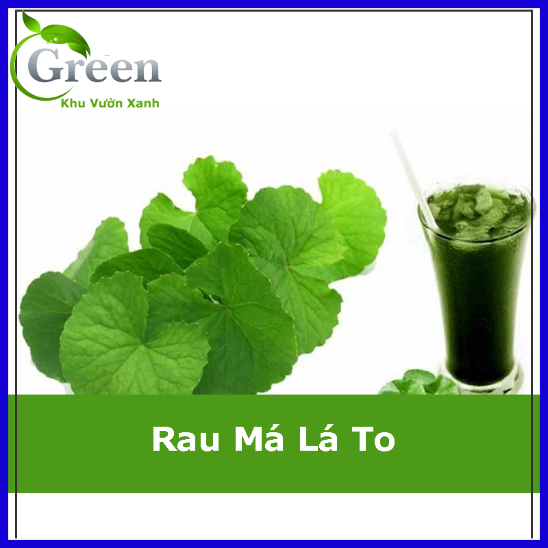 Hạt Giống Rau Má Lá To (1G)