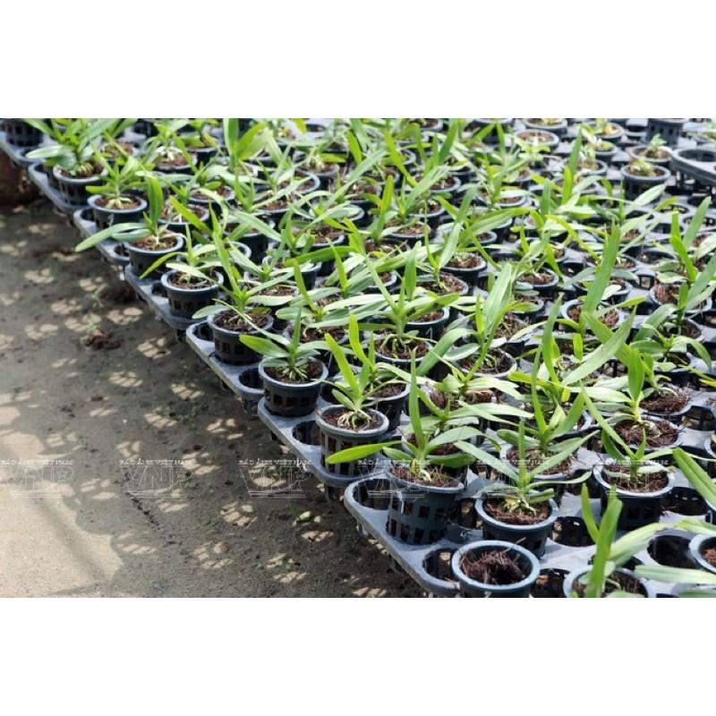 100 chiếc Rọ trồng Lan giống-Lan cấy mô