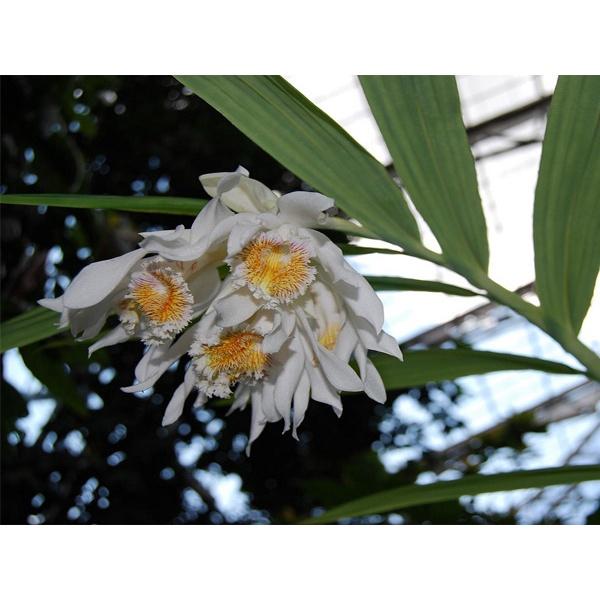 Địa lan bạch hạc thunia rừng tây bắc