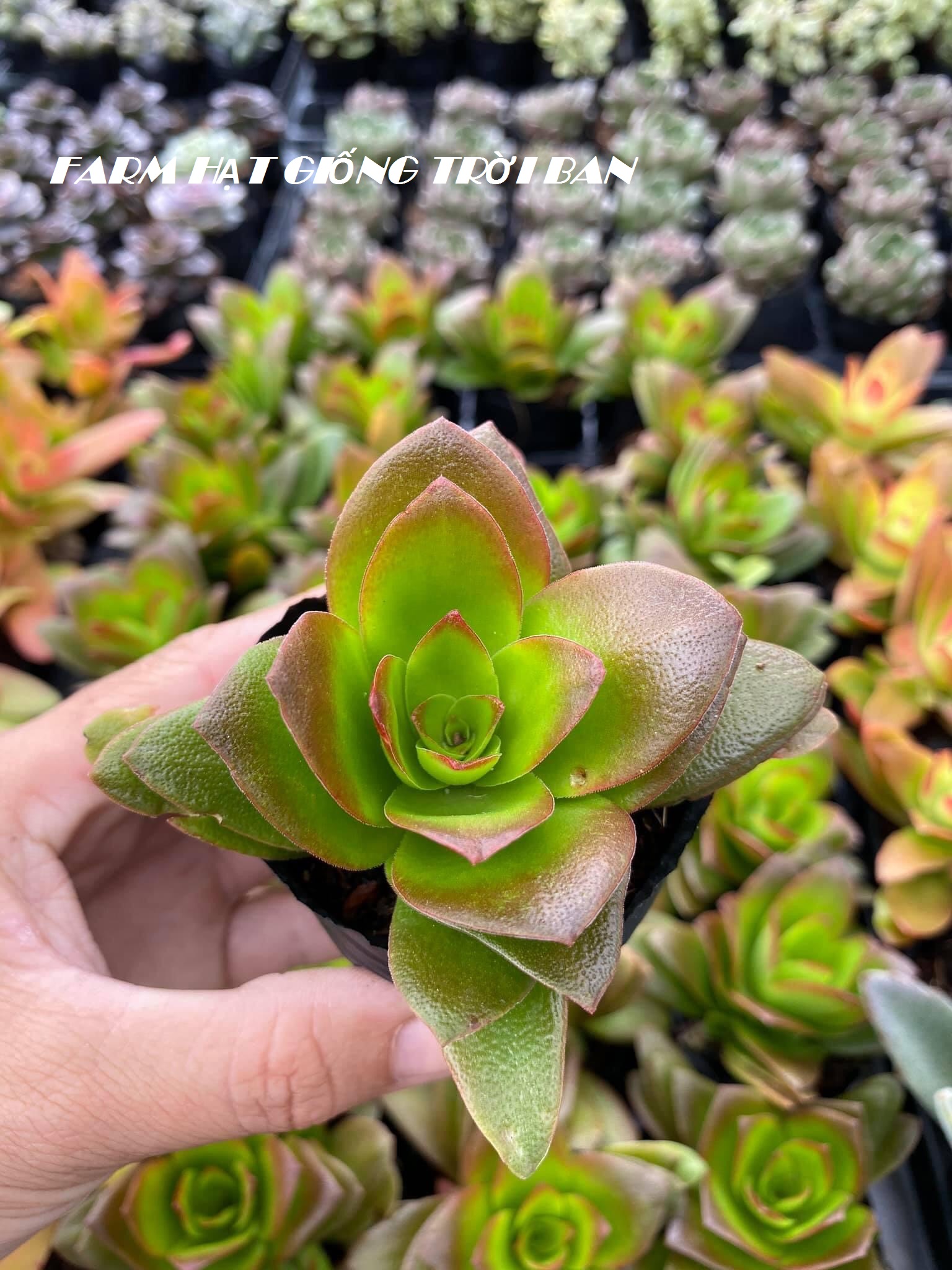 SEN ĐÁ TỨ PHƯƠNG  SIZE 5-7CM  XUẤT VƯỜN ĐÀ LẠT - ĐÃ THUẦN KHÍ HẬU.